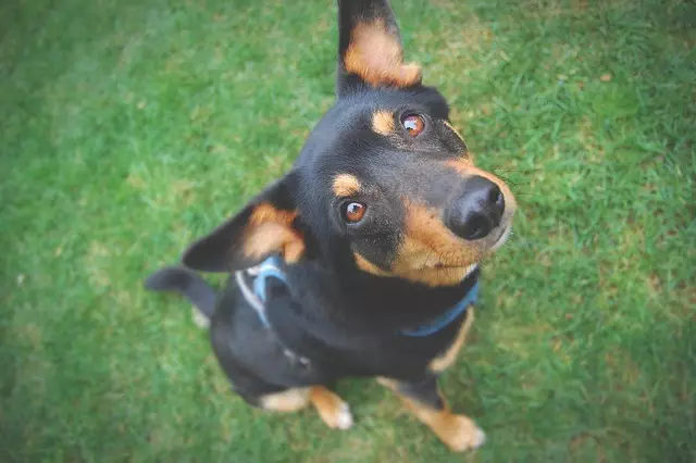 tactical dog harness