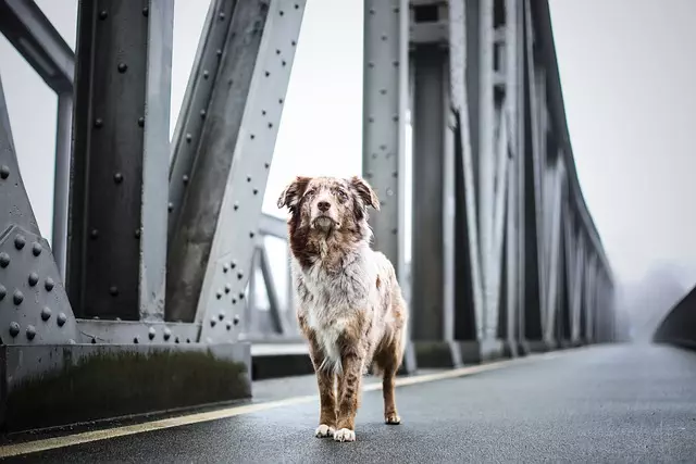 tactical dog harness