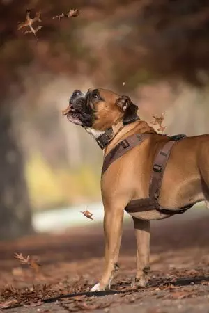 tactical-dog-harness-640x480-9917588.jpeg