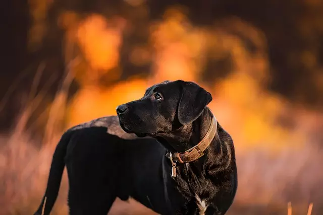 tactical-dog-vest-640x480-43117990.jpeg
