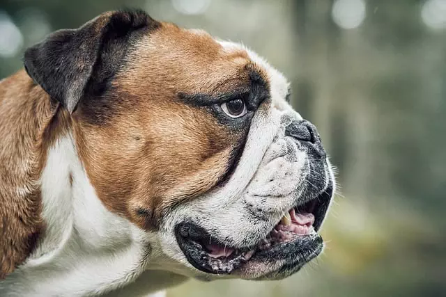 Cooling Cats and Dogs: Safe Tech for Pet Comfort