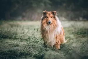 air-conditioned-dog-house-640x480-25192837.jpeg