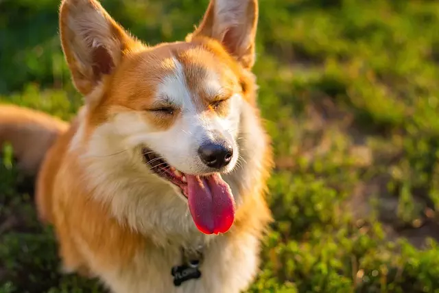 Cooling Comfort: Air Conditioned Dog Houses for Pet Welfare