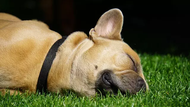 air conditioned dog house