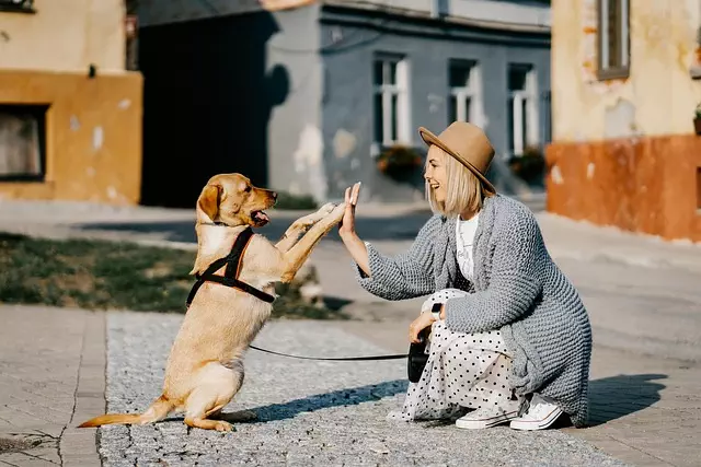 Cooling Canine Comfort: Air-conditioned Dog Houses & Portable Solutions