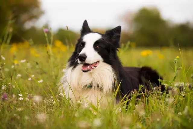Creating Safe Indoor/Outdoor Spaces: Air Conditioned Dog House & More