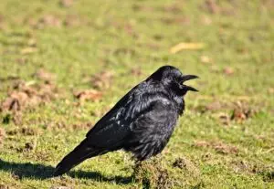 botox-for-crows-feet-and-smile-lines-640x480-2149611.jpeg