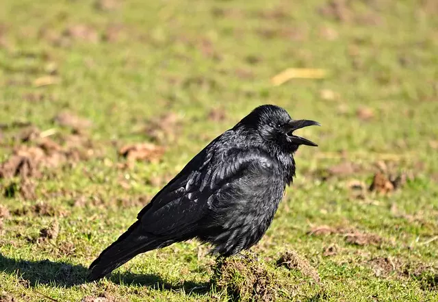 botox-for-crows-feet-and-smile-lines-640x480-2149611.jpeg