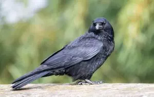 botox-for-crows-feet-and-smile-lines-640x480-27575230.jpeg