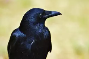 botox-for-crows-feet-and-smile-lines-640x480-55253502.jpeg