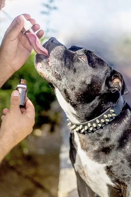 cbd-vape-cartridge-640x480-83715445.jpeg