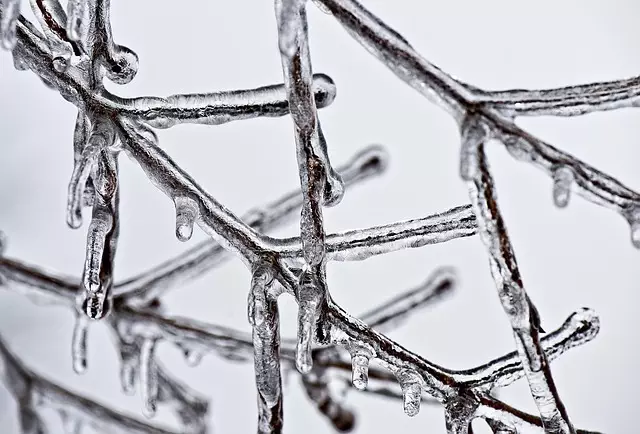 Freeze Fat Cells