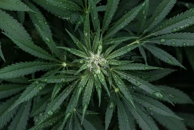 full-spectrum-cbd-tincture-640x480-402677.jpeg
