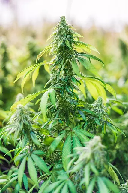 Full Spectrum CBD Tincture