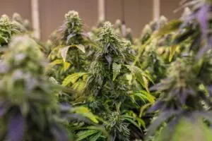 full-spectrum-cbd-tincture-640x480-7732156.jpeg