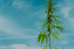 full-spectrum-hemp-oil-640x480-20389074.jpeg