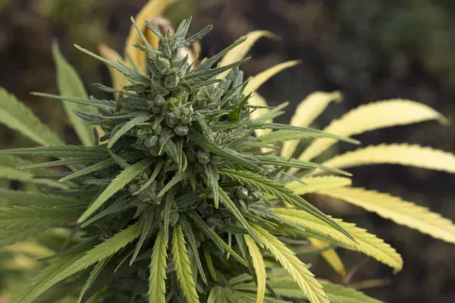 Full Spectrum Hemp Oil
