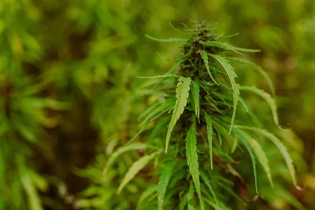 Full Spectrum Hemp Oil