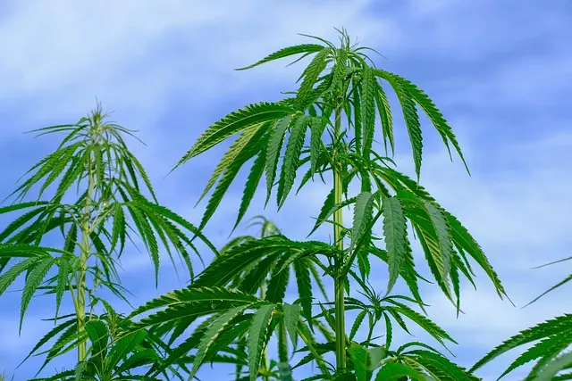 full-spectrum-hemp-oil-640x480-58597047.jpeg