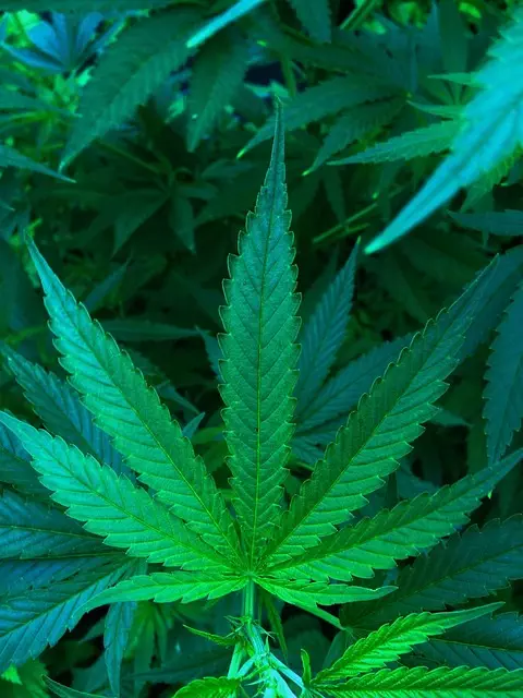 Full Spectrum Hemp Oil