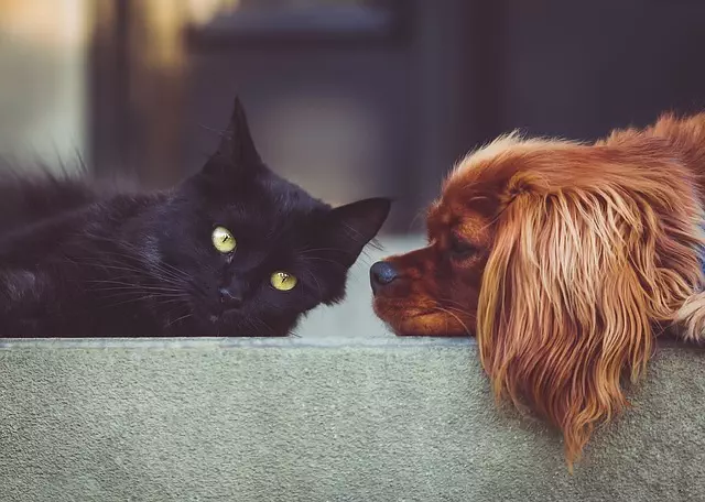 heated dog house