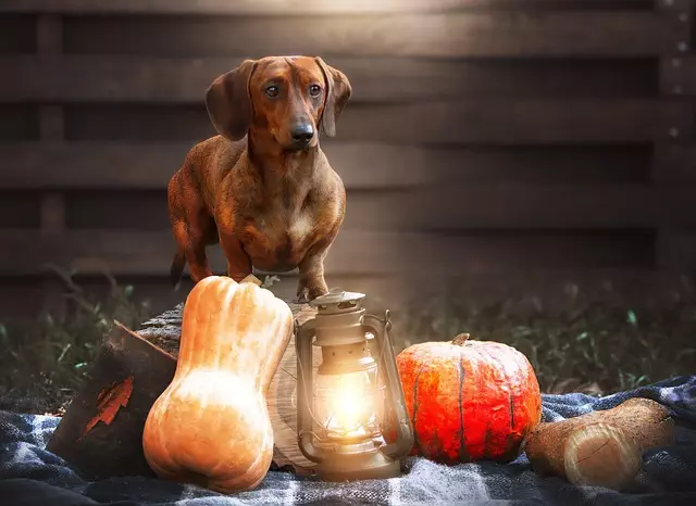 heated-dog-house-640x480-61546701.jpeg