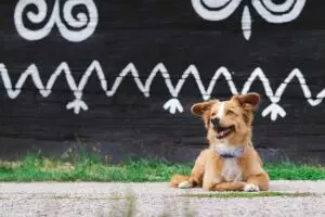 heated-dog-house-640x480-73872455.jpeg