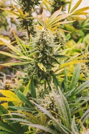 Hemp Terpenes for Sale: Unlocking Aromatherapy’s Potential in Everyday Products