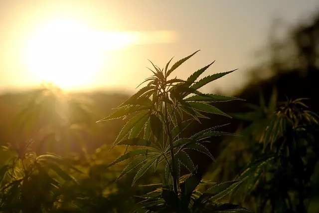 Hemp Terpenes for Sale
