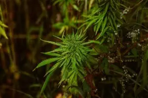 hemp-terpenes-for-sale-640x480-30587096.jpeg