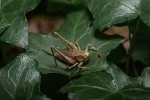 insect-control-services-640x480-19271390.jpeg