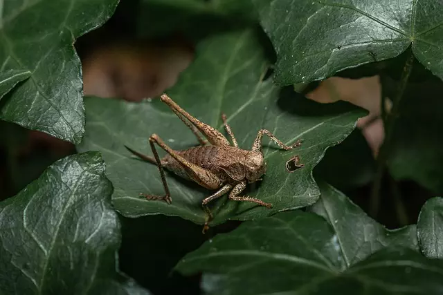 insect-control-services-640x480-19271390.jpeg