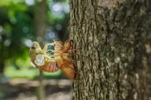 insect-control-services-640x480-54892437.jpeg