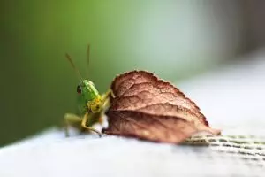 insect-control-services-640x480-95224597.jpeg