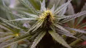 ko-blend-thc-disposable-640x480-9570757.jpeg
