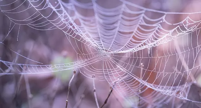 latest web design trends