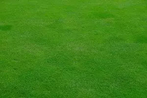 lawn-care-640x480-11537230.jpeg