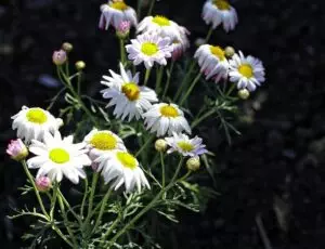 local-seo-640x480-17437046.jpeg