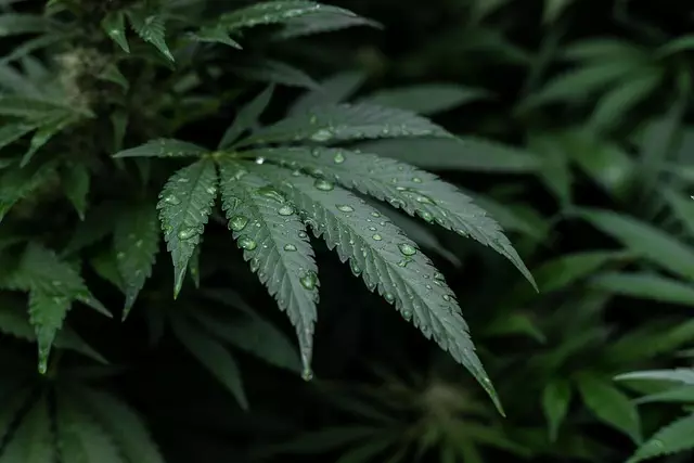 Mint Flavored CBD Tincture