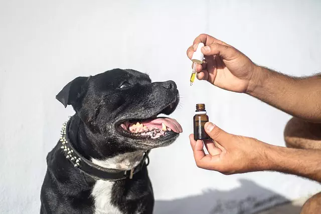 mint-flavored-cbd-tincture-640x480-36845952.jpeg