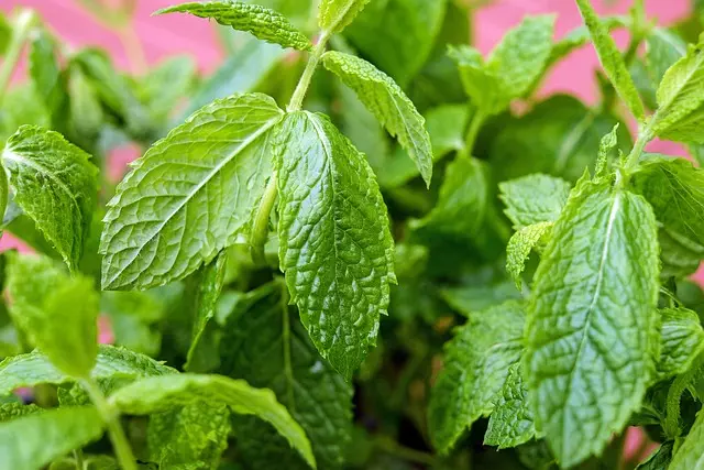 mint-flavored-cbd-tincture-640x480-47466439.jpeg