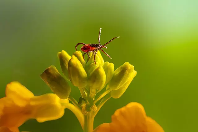 mosquito and tick control