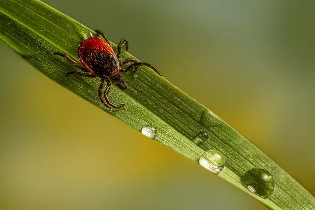 mosquito and tick control
