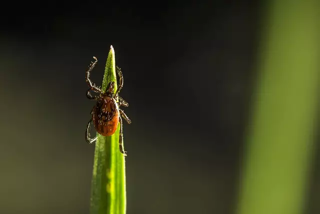 mosquito-and-tick-control-640x480-64958288.jpeg