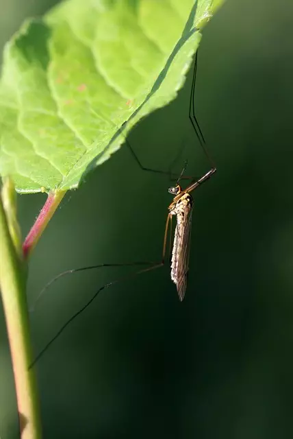 mosquito and tick control