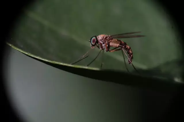 Mosquito Control