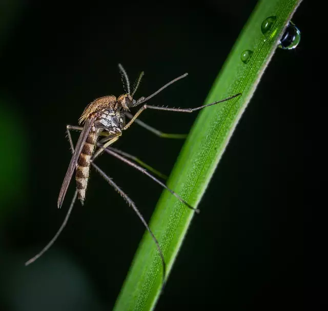 Mosquito Control