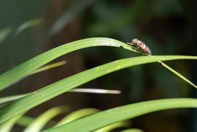 mosquito-control-640x480-3870331.jpeg