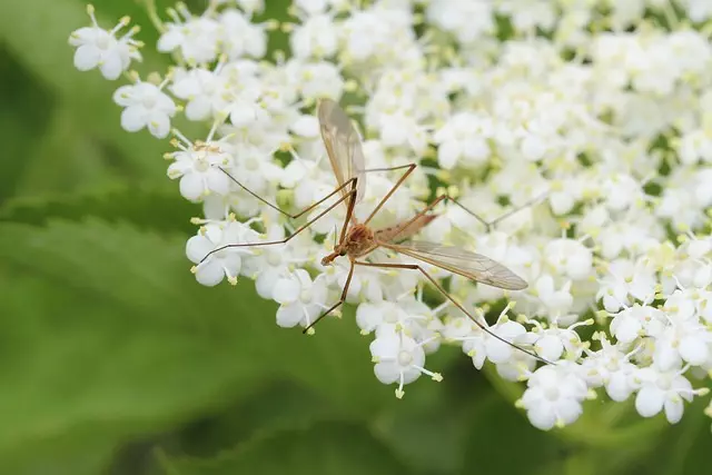 Mosquito Control