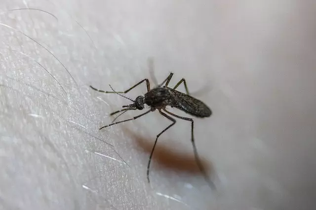 Mosquito Control